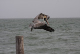 Brown Pelican