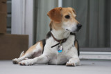 Surveying My Kingdom From My New Deck