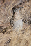 Greater roadrunner