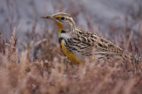 Western meadowlark