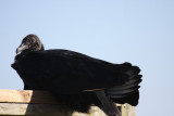 Black vulture