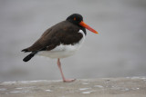 American oystercatcher