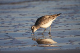 Black-bellied plover