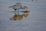 Little blue heron