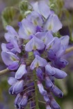 Wisteria