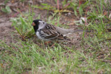 Harris sparrow