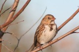 Harriss sparrow