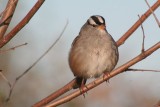 White-crowned sparrow