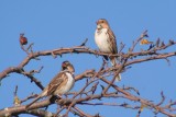Two Harriss Sparrows