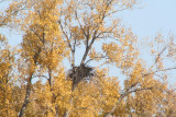 Eagles Nest I