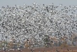 Snow Geese