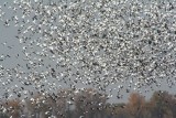 Snow Geese