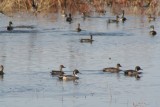Northern Pintails
