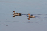 Northern Pintails