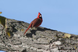 Northern Cardinal