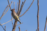 Cedar Waxwing