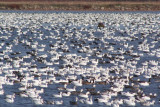 Snow geese