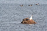 Snow goose
