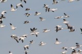 Snow geese