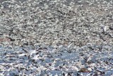Snow geese