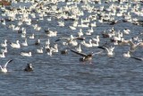 Snow geese