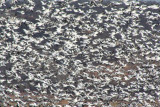 Snow geese