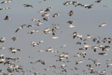 Snow geese