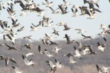 Snow geese