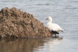 Snow goose