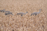 Sandhill Cranes<br>Central Nebraska<br>March, 2008