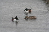 Northern Shovelers