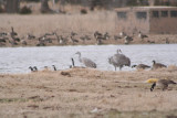 Sandhill Cranes<br>Central Nebraska<br>March, 2008