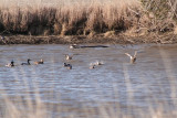 Ducks Coming In For A Landing