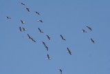 Sandhill Cranes<br>Central Nebraska<br>March, 2008