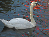 mad-swan-bloods