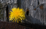 Dandelion Time