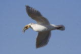 Glaucous-winged Gull