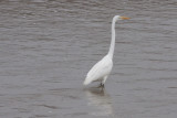 GreatEgret1_0105.jpg