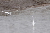 GreatEgret4_0074.jpg