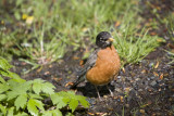 Robin2_1038.jpg