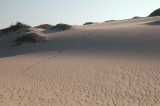 Guadalupa Dunes4DSC_0369.jpg