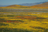 Antelope Valley Poppy Reserve DSC_0193.jpg