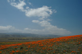 Antelope Valley Poppy Reserve DSC_0209.jpg
