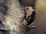 Daisy has discovered a bubble wrapped piece of furniture.