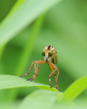 Robber Fly