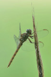 Roseate Skimmer