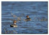 Pintails