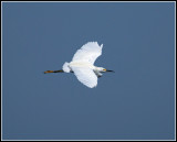 Snowy Egret