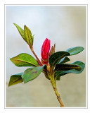 Azalea Bud