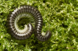 Millipede